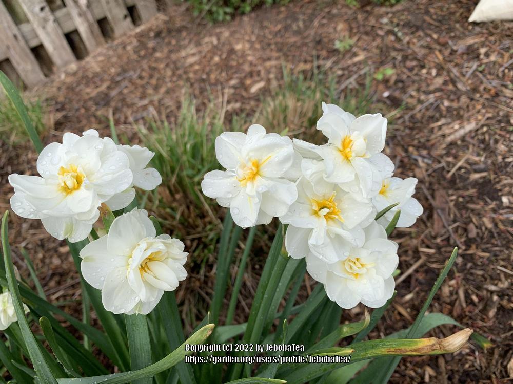 Photo of Daffodils (Narcissus) uploaded by JebobaTea