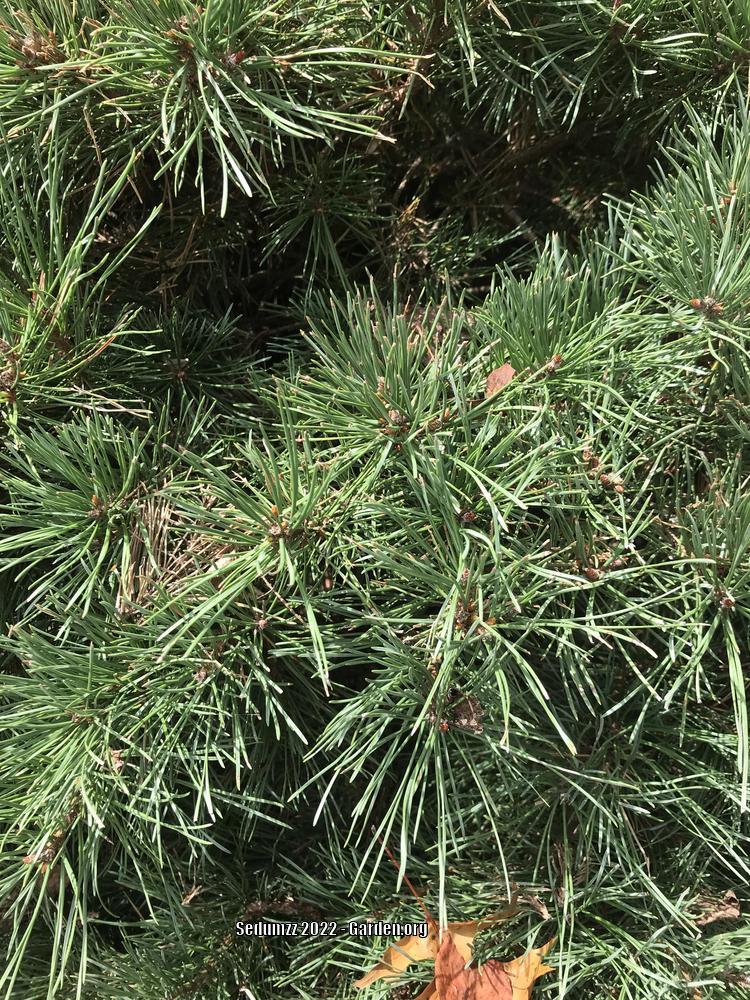 Photo of Pine (Pinus) uploaded by sedumzz