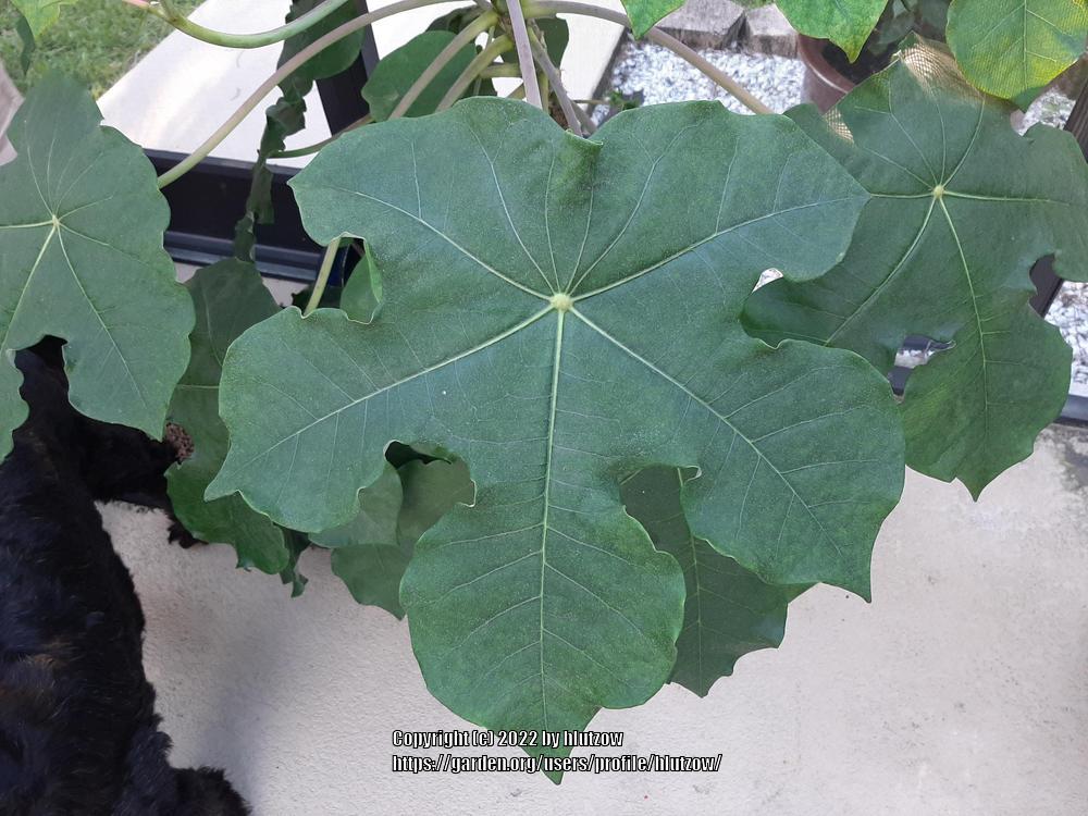 Photo of Buddha Belly Plant (Jatropha podagrica) uploaded by hlutzow