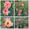 Photo collage of Happy Butterfly dahlia