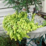 great plant for mini gardens