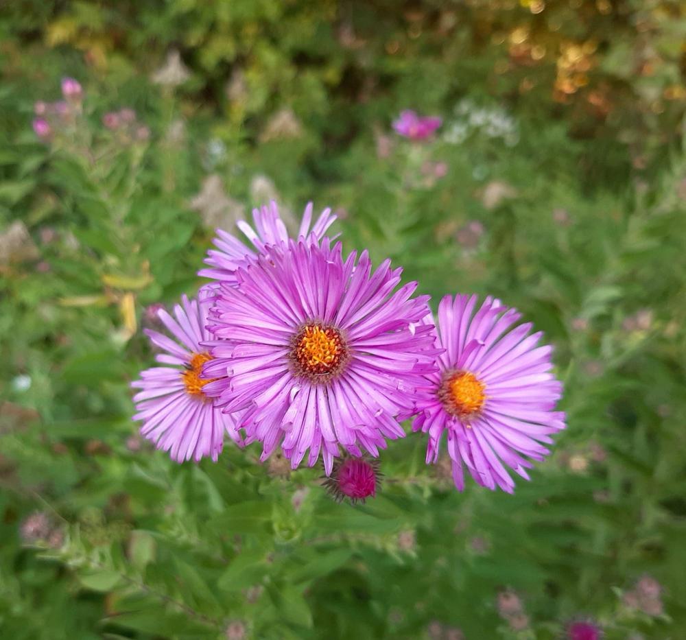 Photo of Asters (Aster) uploaded by pixie62560