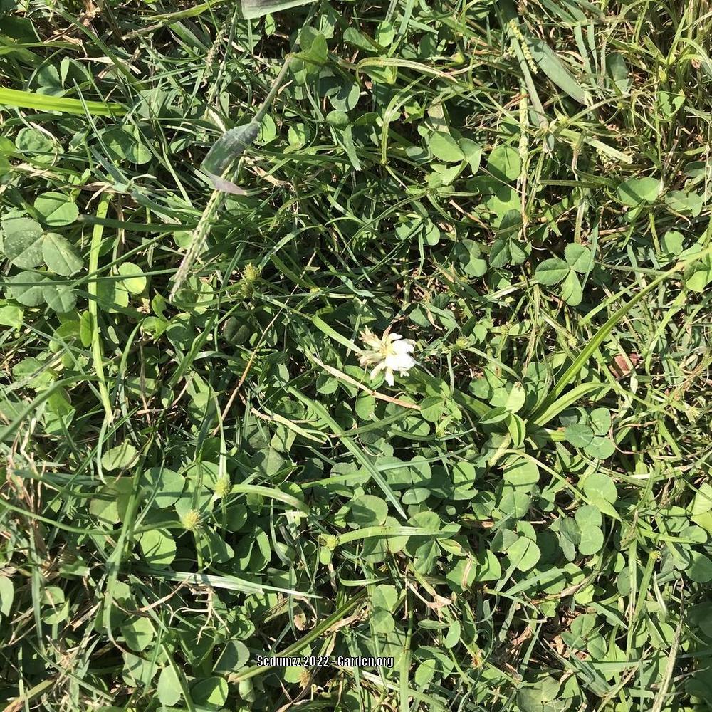 Photo of White Clover (Trifolium repens) uploaded by sedumzz