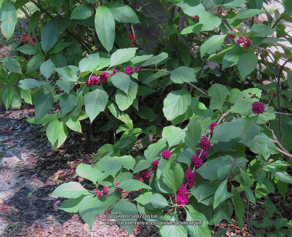 Photo of Beautyberries (Callicarpa) uploaded by plantladylin