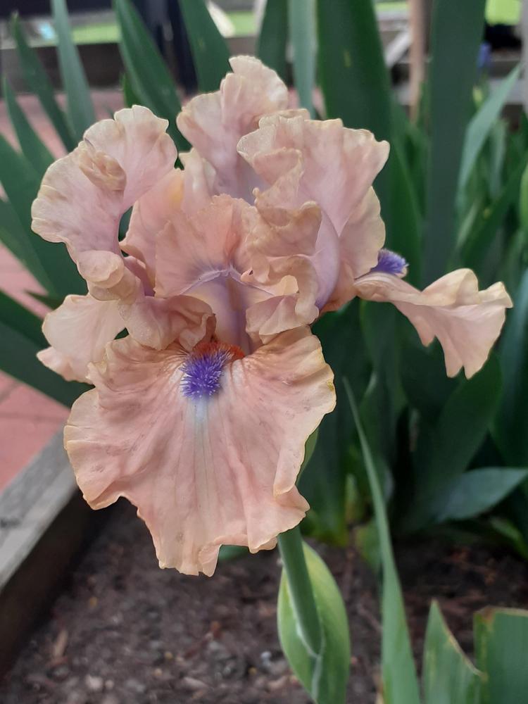 Photo of Intermediate Bearded Iris (Iris 'Bahama Blues') uploaded by PaulaHocking