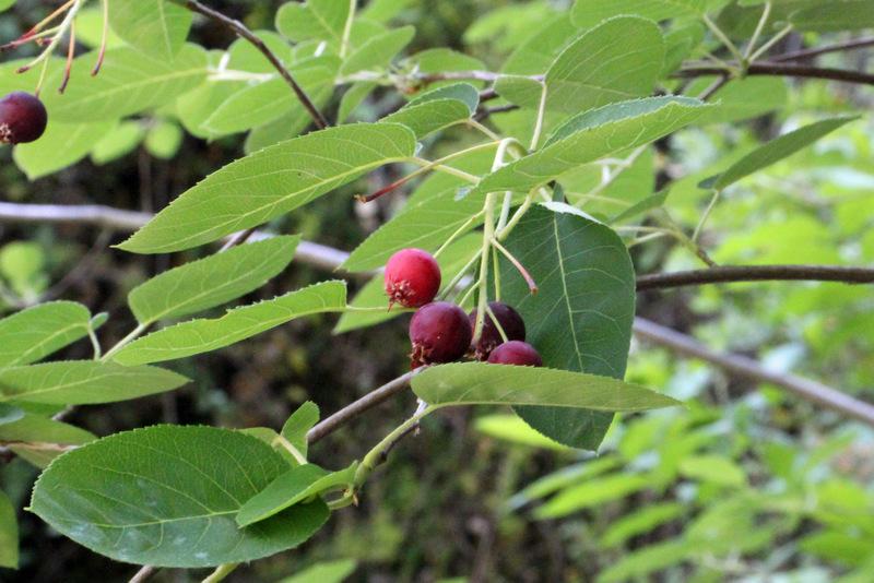 Photo of Serviceberry (Amelanchier alnifolia) uploaded by RuuddeBlock