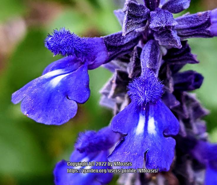 Photo of Sage (Salvia Mystic Spires Blue) uploaded by NMoasis