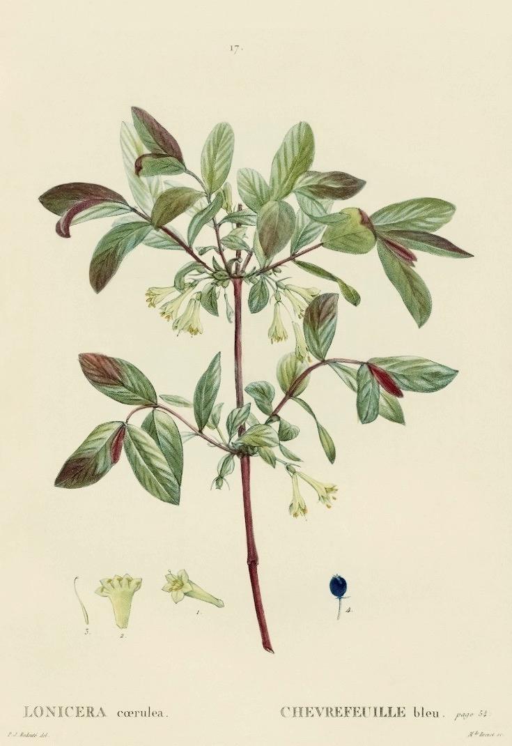Photo of Honeyberry (Lonicera caerulea) uploaded by scvirginia