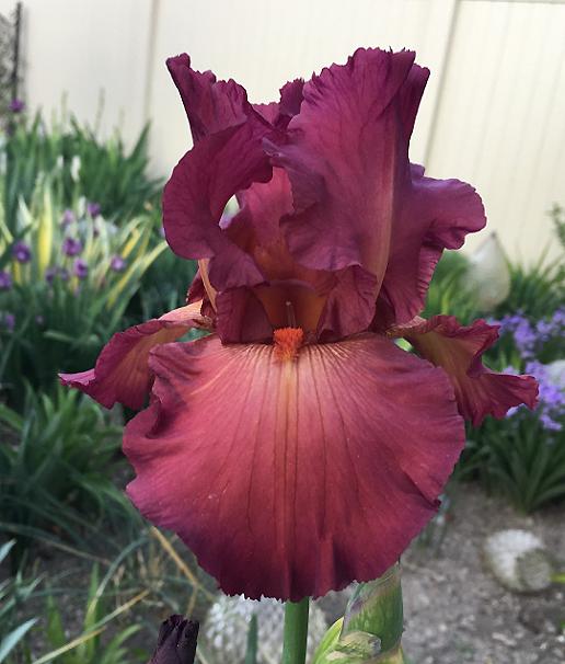 Photo of Tall Bearded Iris (Iris 'Lady Friend') uploaded by MaryDurtschi