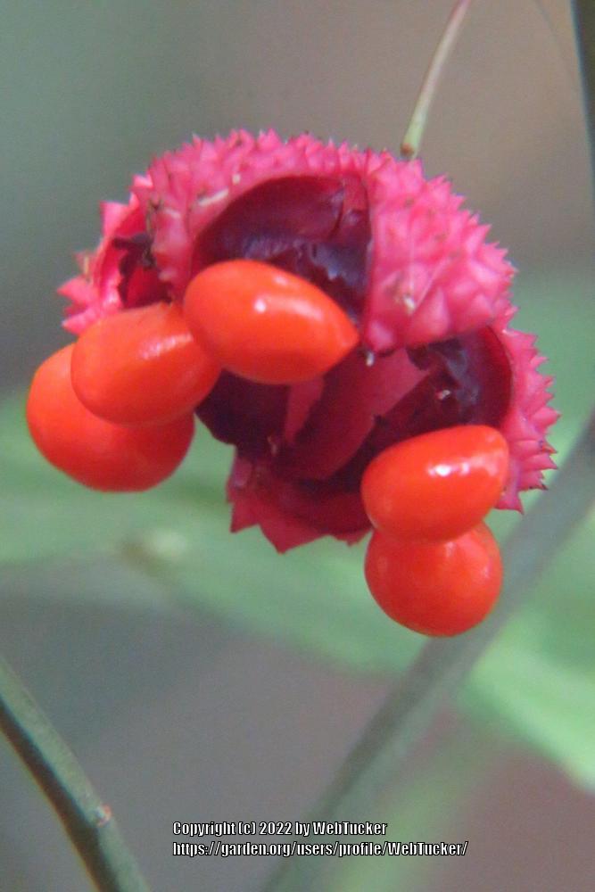 Photo of Hearts-a-Burstin' (Euonymus americanus) uploaded by WebTucker