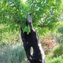 Location: Botanical garden of Crete
Date: 2022-06-01
The burned stem is not an actual part of the Fig, it only looks t