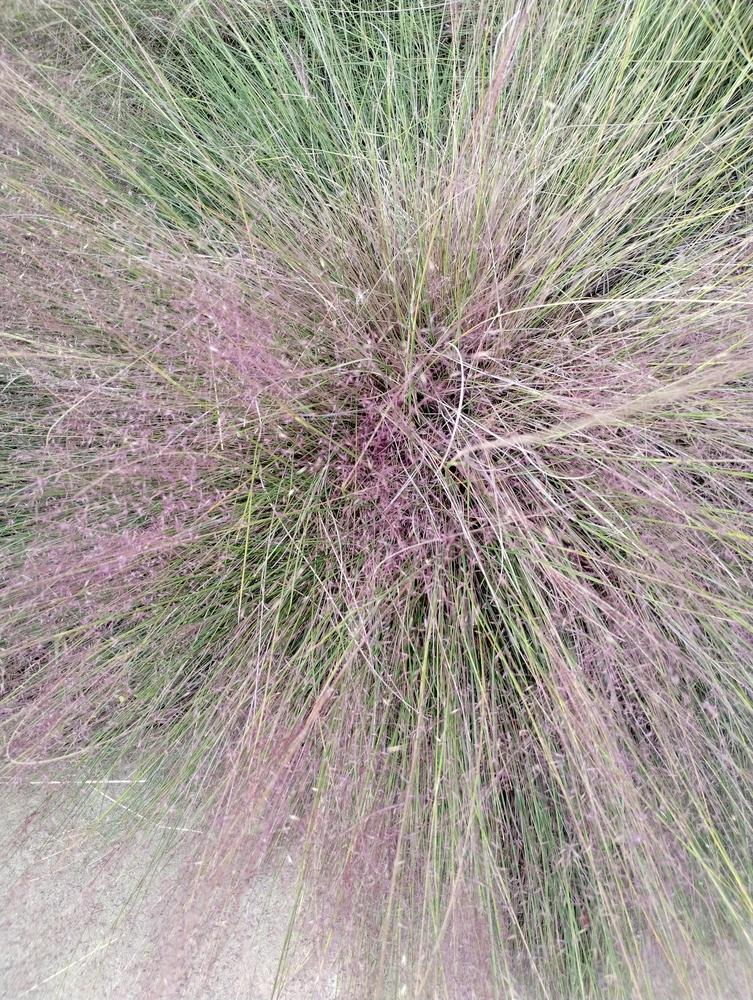 Photo of Pink Muhly Grass (Muhlenbergia capillaris) uploaded by christinereid54
