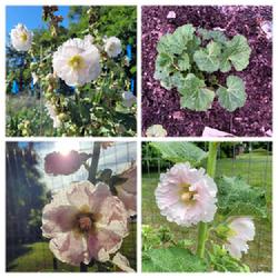 Location: Ann Arbor, Michigan
Date: 2021-05-07
Fordhook Giant Mix, Pink Hollyhocks Collage    2020 - 2022