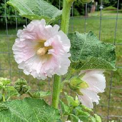 Location: Ann Arbor, Michigan
Date: 20210622 
Fordhook Giant Mix, Pink Hollyhock