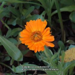 Location: Aberdeen, NC (my garden 2022)
Date: October 24, 2022
Pot marigold #130 nn; LHB p. 1016, 194-67-1, "Latin, 'calende', t