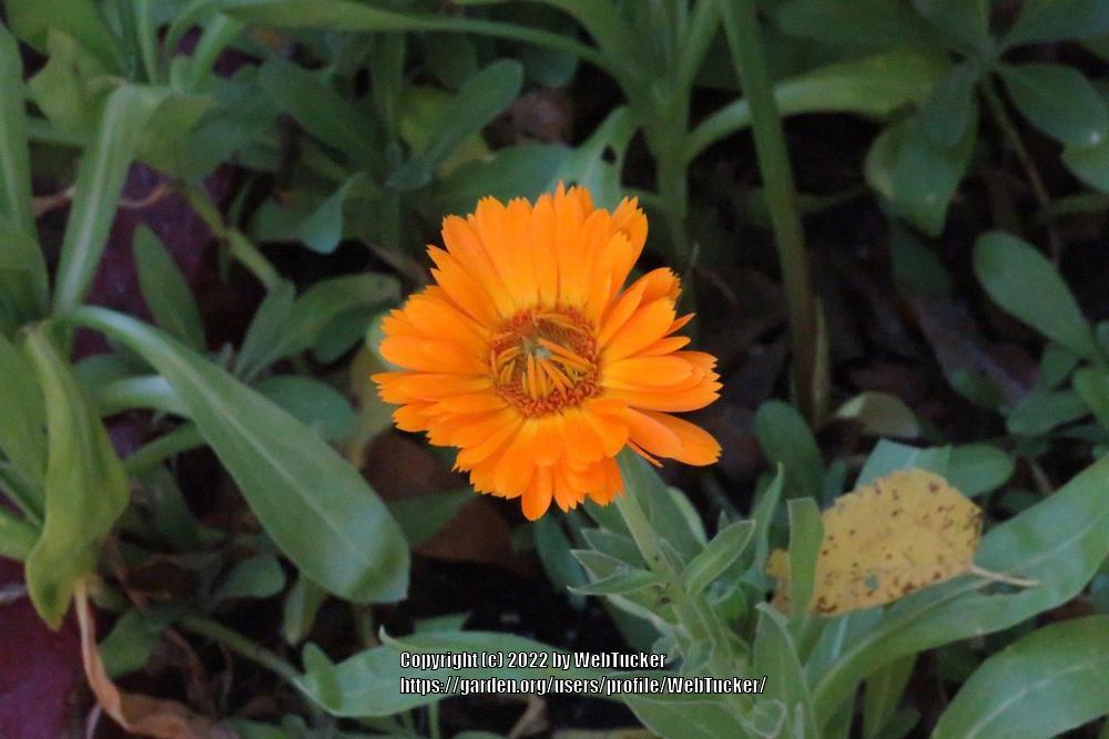 Photo of Pot Marigold (Calendula officinalis) uploaded by WebTucker