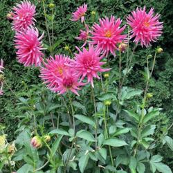 Location: Vancouver, B.C.
Date: Aug.2022
3 generations of my family have been growing this lovely Dahlia.