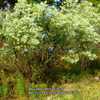 Groundsel-tree or Sea myrtle #50; RAB p.1067; 179-43-3; LHB p.100