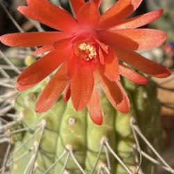 Location: Sun Lakes, AZ
Date: 2022-10-28
Blooming for over 3 days in late October 2022 which is unusual! V