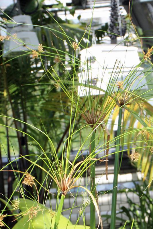 Photo of Papyrus (Cyperus papyrus) uploaded by RuuddeBlock