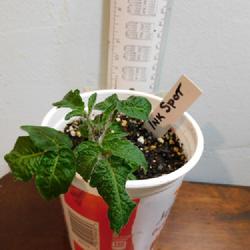Location: Eagle Bay, New York
Date: 2022-10-31
Micro Dwarf Tomato Inkspot, one month old, 2.5 inches ... nearly 