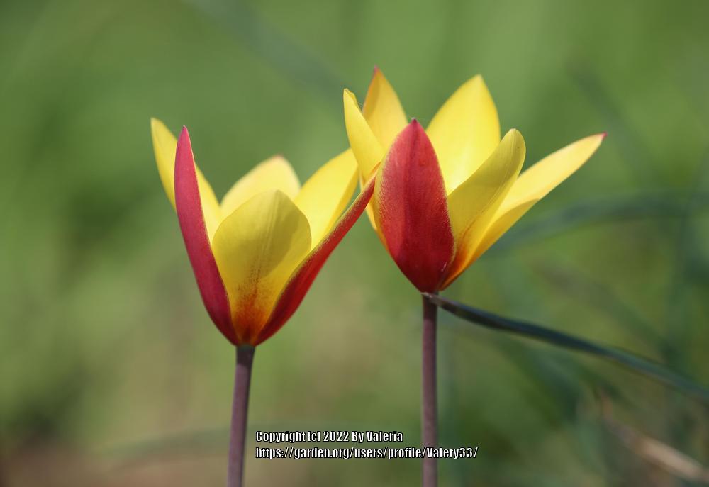 Photo of Lady Tulip (Tulipa clusiana) uploaded by Valery33