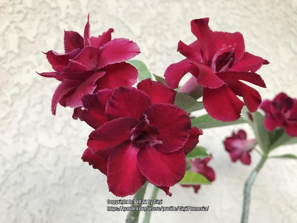 Photo of Desert Rose (Adenium 'Vulcanus') uploaded by GigiPlumeria