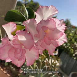 Location: My garden in Tampa, Florida
Date: 2022-11-06
My grafted desert rose, ‘Pink Pearl’ has rebloomed again.