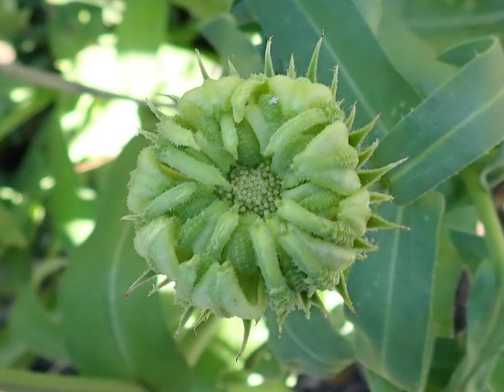 Photo of Pot Marigold (Calendula officinalis) uploaded by gardengus
