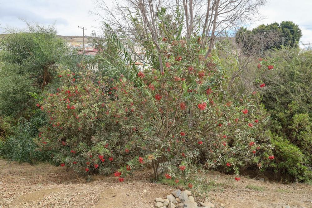 Photo of Toyon (Heteromeles arbutifolia) uploaded by Baja_Costero