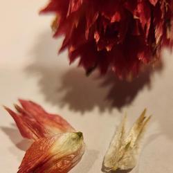 Location: Surprise,  Az
Date: 2022-11-16
Dried  bloom head, petal, seed