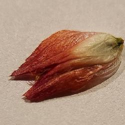 Location: Surprise,  Az
Date: 2022-11-16
Dried seed pod/petal