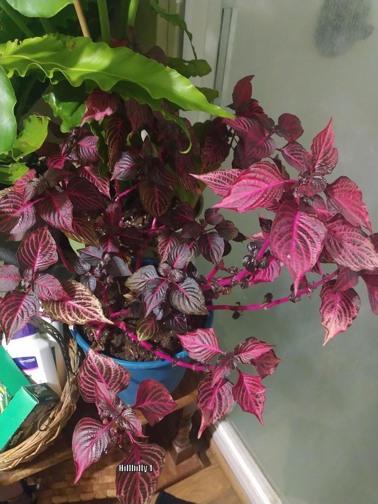 Photo of Bloodleaf (Iresine diffusa f. herbstii) uploaded by HoodLily