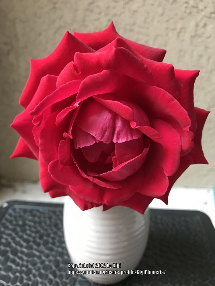 Photo of Roses (Rosa) uploaded by GigiPlumeria