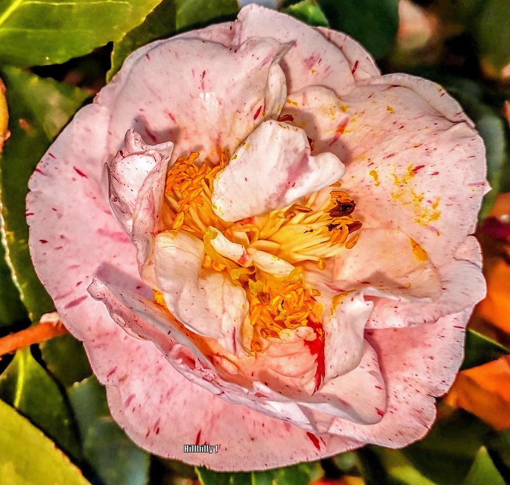 Photo of Japanese Camellia (Camellia japonica) uploaded by HoodLily