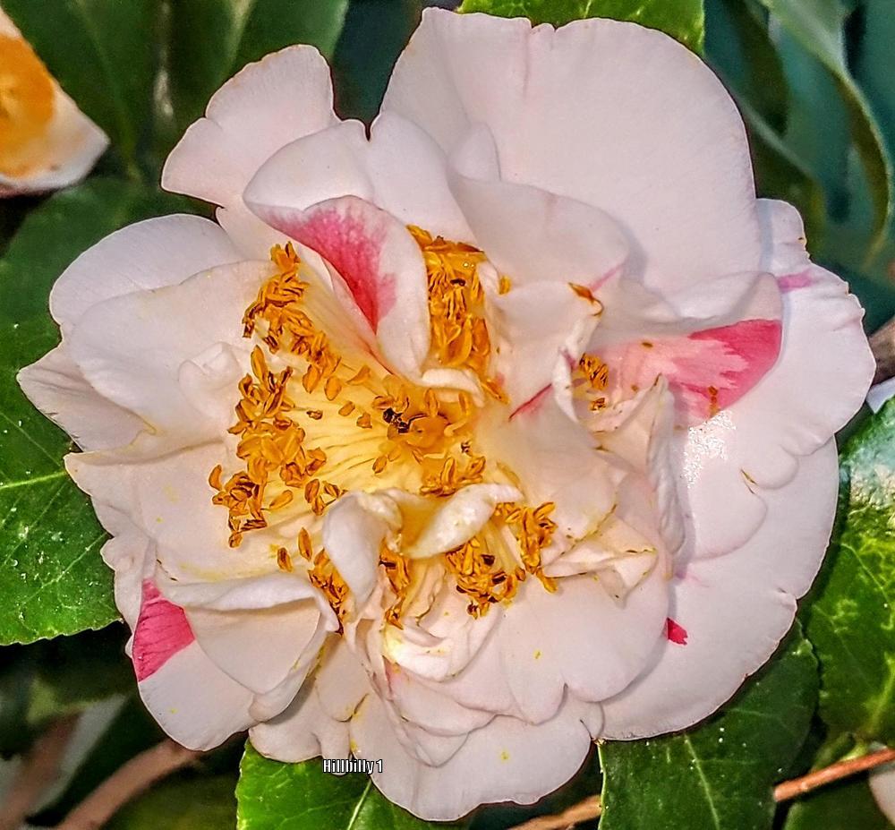 Photo of Japanese Camellia (Camellia japonica) uploaded by HoodLily