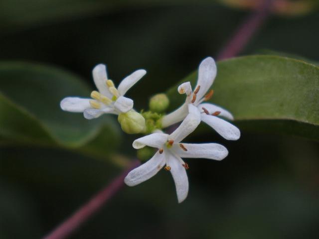 Photo of Seven Son Flower (Heptacodium miconioides) uploaded by RuuddeBlock
