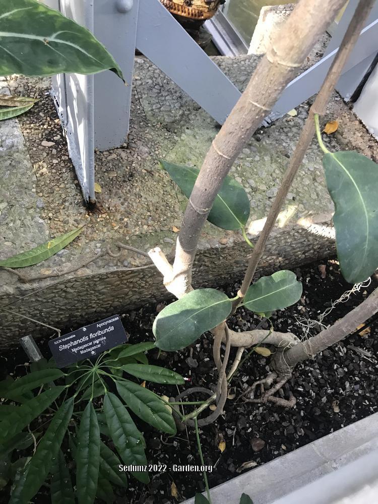Photo of Stephanotis (Marsdenia floribunda) uploaded by sedumzz