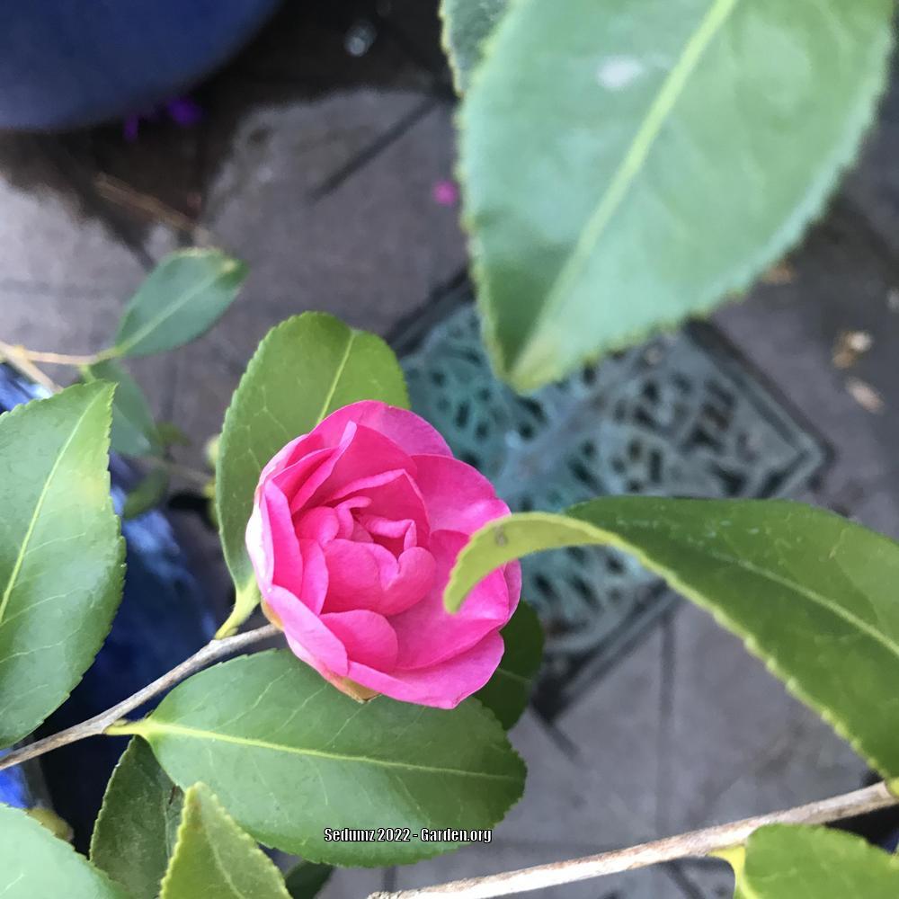 Photo of Camellias (Camellia) uploaded by sedumzz