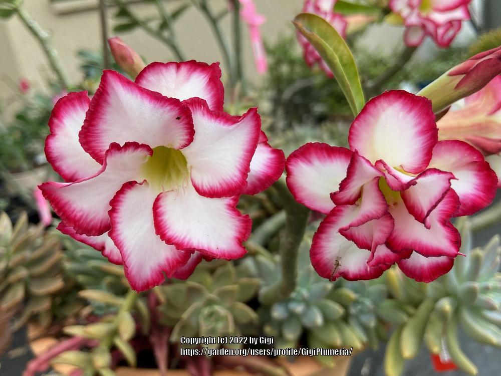 Photo of Desert Rose (Adenium obesum 'Double Noble') uploaded by GigiPlumeria