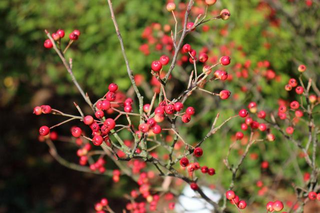 Photo of Red Chokeberry (Aronia arbutifolia) uploaded by RuuddeBlock