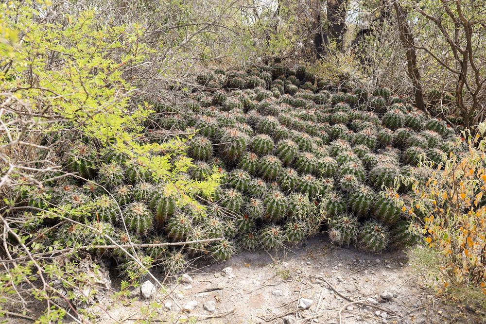 Photo of Zapotitlan Barrel Cactus (Parrycactus flavovirens) uploaded by Baja_Costero
