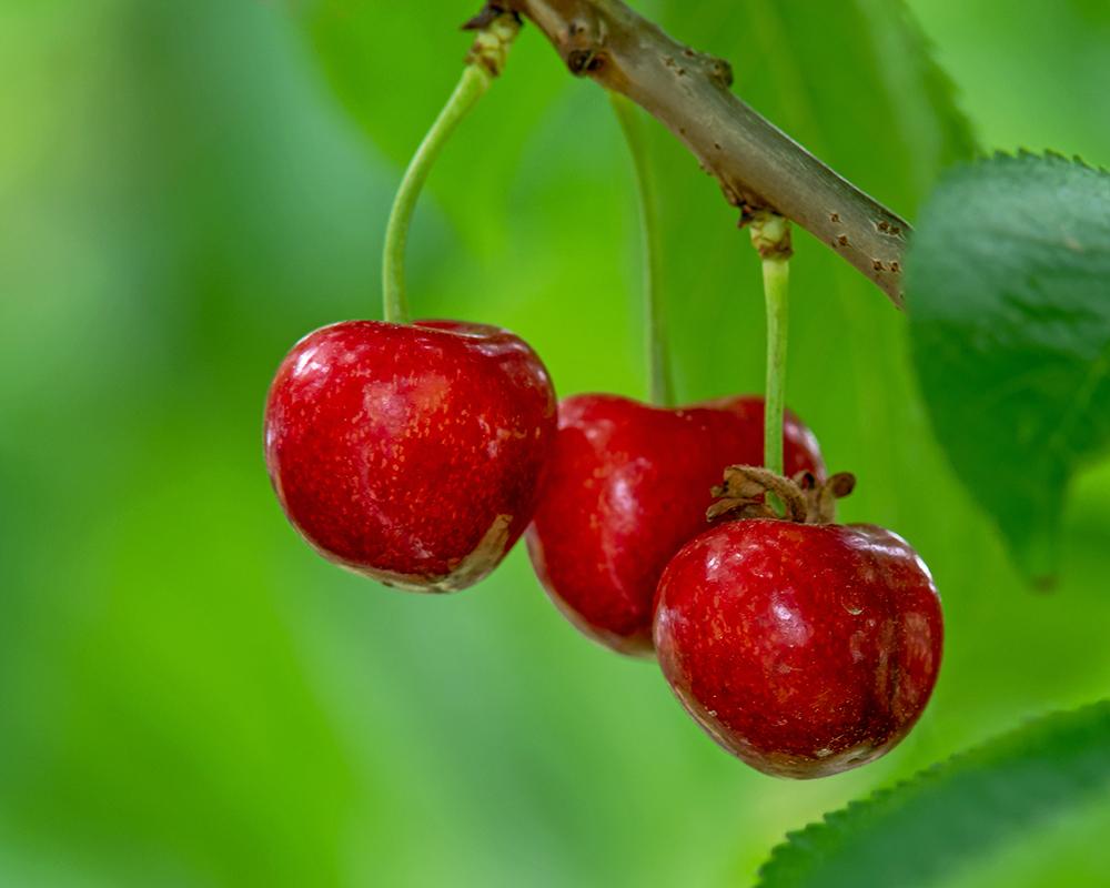 Photo of Sweet Cherry (Prunus avium 'Van') uploaded by dirtdorphins