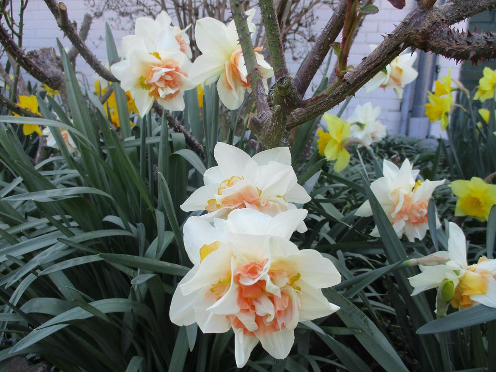 Photo of Double Daffodil (Narcissus 'Replete') uploaded by Versicolor
