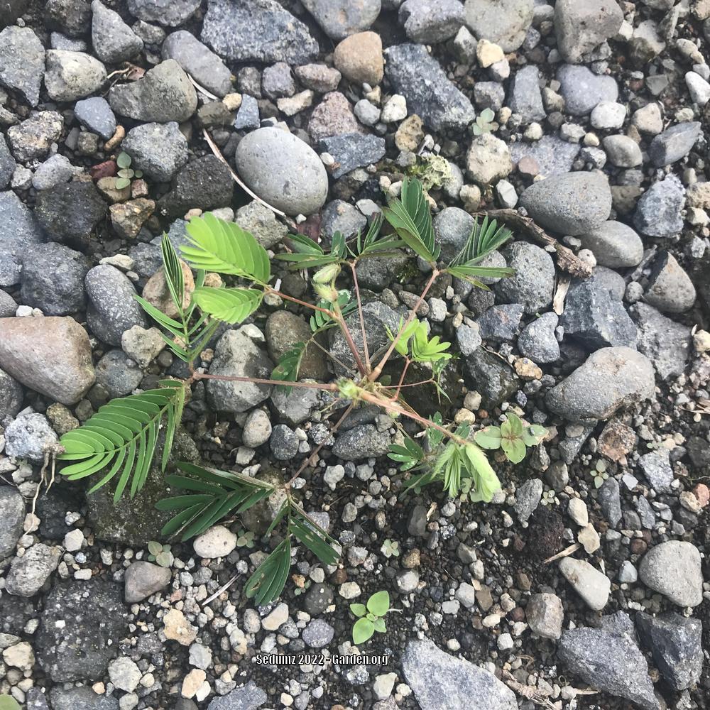 Photo of Sensitive Plant (Mimosa pudica) uploaded by sedumzz