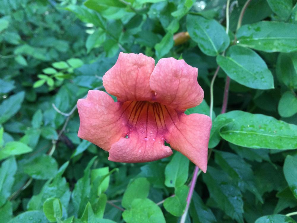 Photo of Trumpet Vine (Campsis radicans) uploaded by TheCreekKid