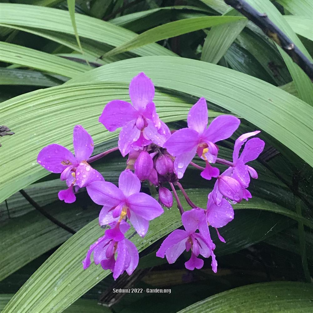 Photo of Philippine Ground Orchid (Spathoglottis plicata) uploaded by sedumzz