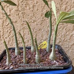 Location: My garden in Tampa, Florida
Date: 2023-01-07
Emergency repotting, these 8.5 months seedlings are too small for