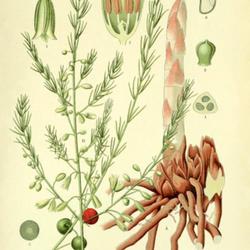 
Date: c. 1903
illustration from 'Prof. Dr. Thome's Flora von Deutschland, Oster