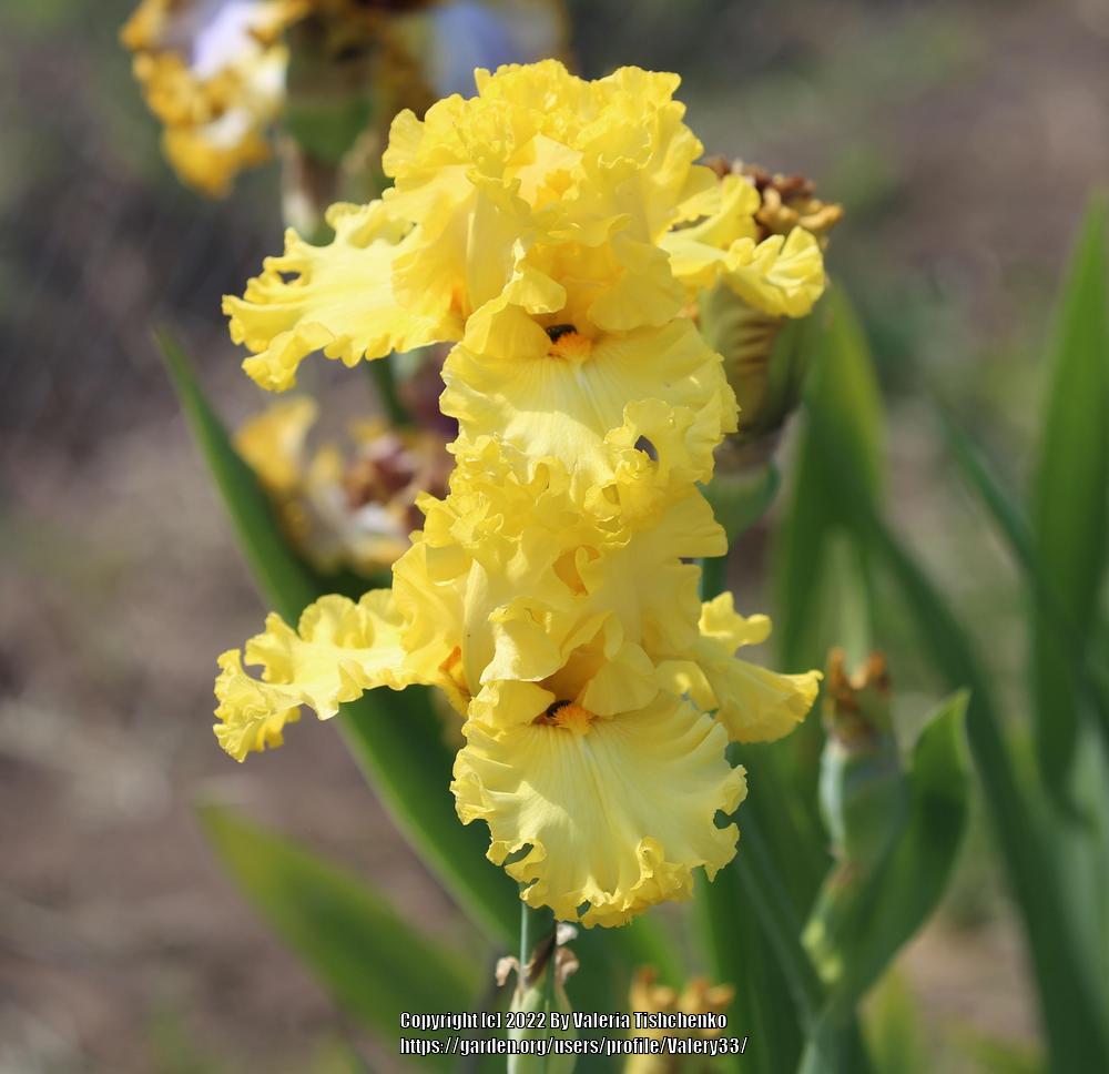 Photo of Tall Bearded Iris (Iris 'Curly Zlatovláska') uploaded by Valery33